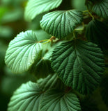 Carpinus orientalis (Oriental Hornbeam)