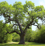 Carya illinoinensis (Pecan, Wild Pecan)