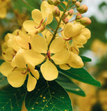 Cassia alata (Ringworm Cassia)