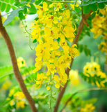 Cassia alata (Ringworm Cassia)