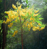 Cassia alata (Ringworm Cassia)