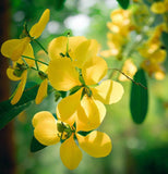 Cassia alata (Ringworm Cassia)