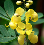 Cassia alata (Ringworm Cassia)