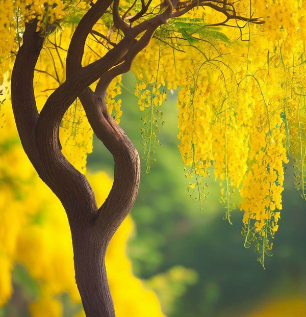 Cassia