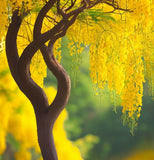 Cassia fistula (Golden Rain Tree)