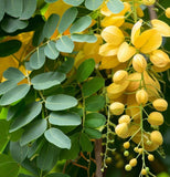 Cassia fistula (Golden Rain Tree)