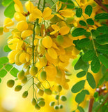 Cassia fistula (Golden Rain Tree)