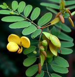 Cassia marilandica (Wild Senna)
