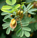 Cassia (Senna) marilandica (Wild Senna)