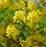 Cassia (Senna) marilandica (Wild Senna)