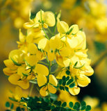 Cassia (Senna) marilandica (Wild Senna)