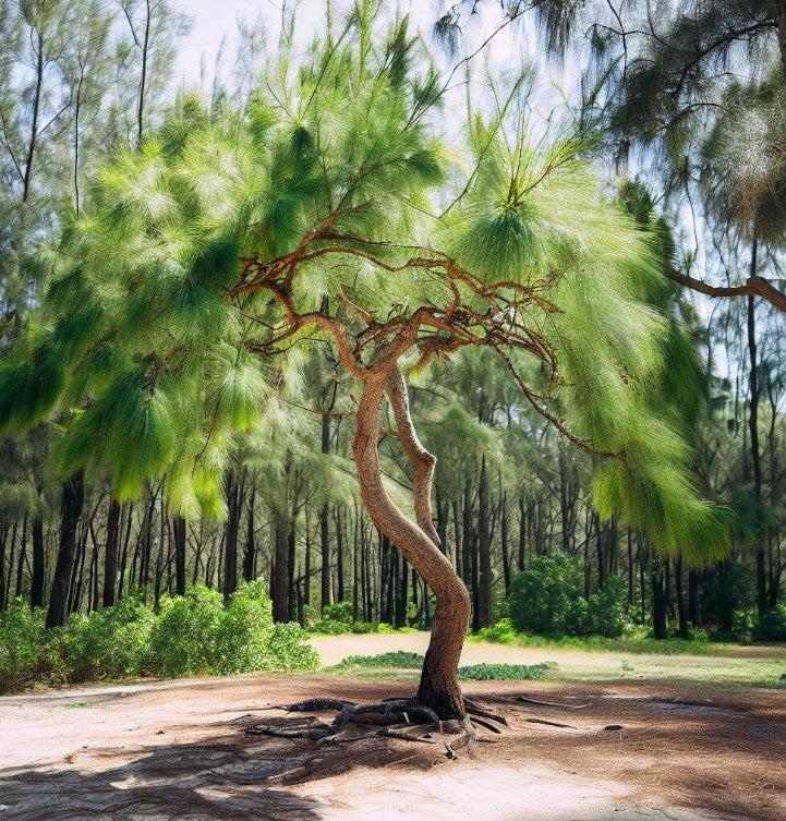 Casuarina equisetifolia (Beach Sheoak, Australian Pine)