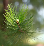 Casuarina equisetifolia (Beach Sheoak, Australian Pine)