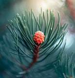 Casuarina equisetifolia (Beach Sheoak, Australian Pine)