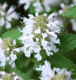 Catnip (Nepeta cataria)