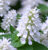 Catnip (Nepeta cataria)