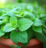 Catnip (Nepeta cataria)