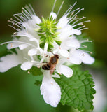 Catnip (Nepeta cataria)