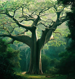 Ceiba pentandra (Kapok Tree)