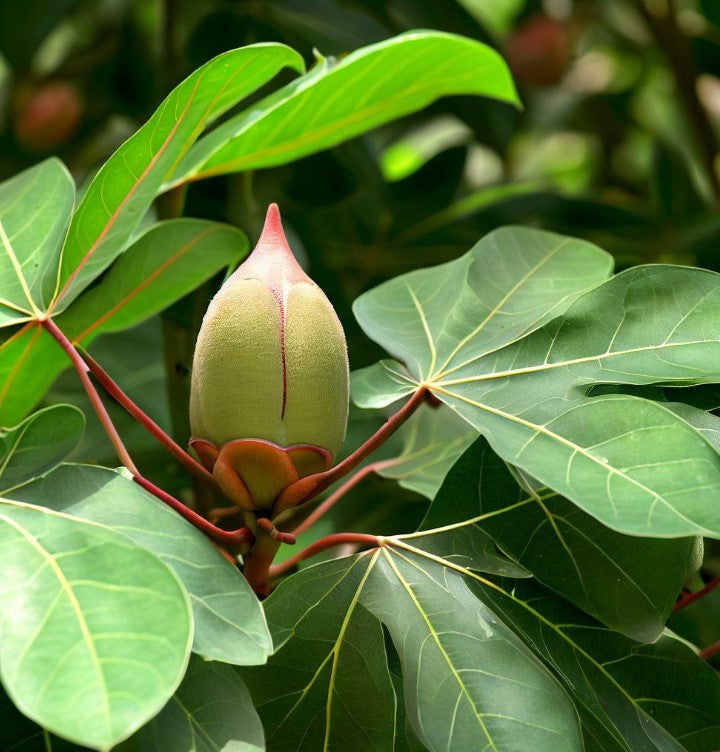 Kapok Tree (Ceiba pentandra) · iNaturalist