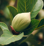 Ceiba pentandra (Kapok Tree)