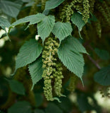 Celtis australis (European Nettle, Lote Tree, Mediterranean Honeyberry)