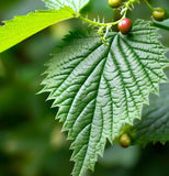 Celtis australis (European Nettle, Lote Tree, Mediterranean Honeyberry)