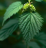 Celtis australis (European Nettle, Lote Tree, Mediterranean Honeyberry)