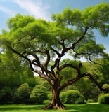 Celtis sinensis (Japanese Hackberry)