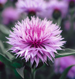 Centaurea americana American Basketflower