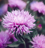 Centaurea americana American Basketflower