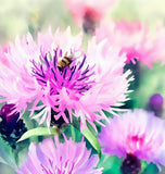 Centaurea americana American Basketflower