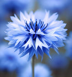 Centaurea cyanus Cornflower, Tall Blue