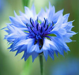 Centaurea cyanus Cornflower, Tall Blue