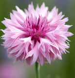 Centaurea cyanus Cornflower, Tall Pink