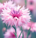 Centaurea cyanus Cornflower, Tall Pink