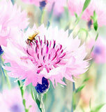 Centaurea cyanus Cornflower, Tall Pink