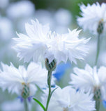 Centaurea cyanus Cornflower, Tall White