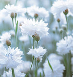 Centaurea cyanus Cornflower, Tall White