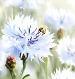 Centaurea cyanus Cornflower, Tall White