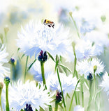 Centaurea cyanus (Cornflower, Tall White)