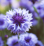 Centaurea cyanus Cornflower, Polka Dot Mix