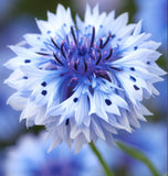 Centaurea cyanus Cornflower, Polka Dot Mix