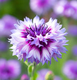 Centaurea cyanus Cornflower, Polka Dot Mix