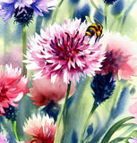 Centaurea cyanus (Cornflower, Polka Dot Mix)