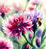 Centaurea cyanus (Cornflower, Polka Dot Mix)
