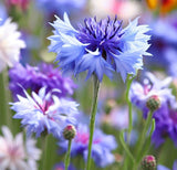 Centaurea cyanus Cornflower, Tall Mixed