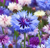 Centaurea cyanus Cornflower, Tall Mixed