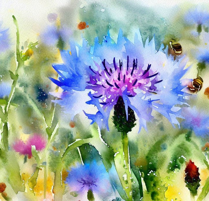 Centaurea cyanus (Cornflower, Tall Mixed)