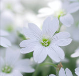 Cerastium biebersteinii (Snow-in-Summer)